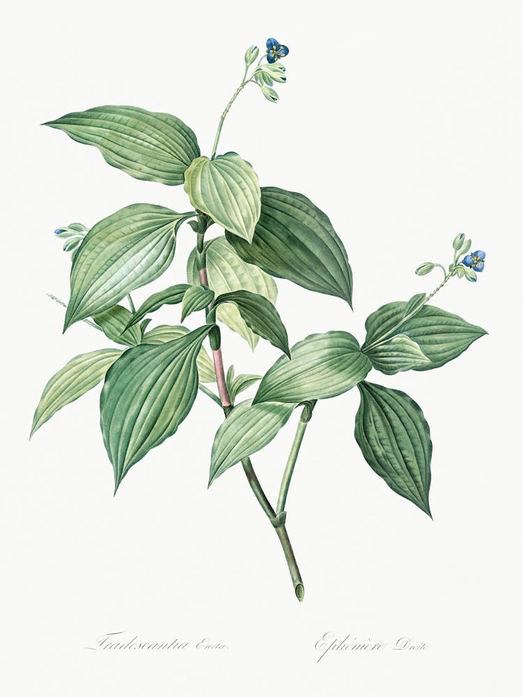 Tradescantia Erecta Illustration From Les Liliacées (1805), Pierre Joseph Redoute