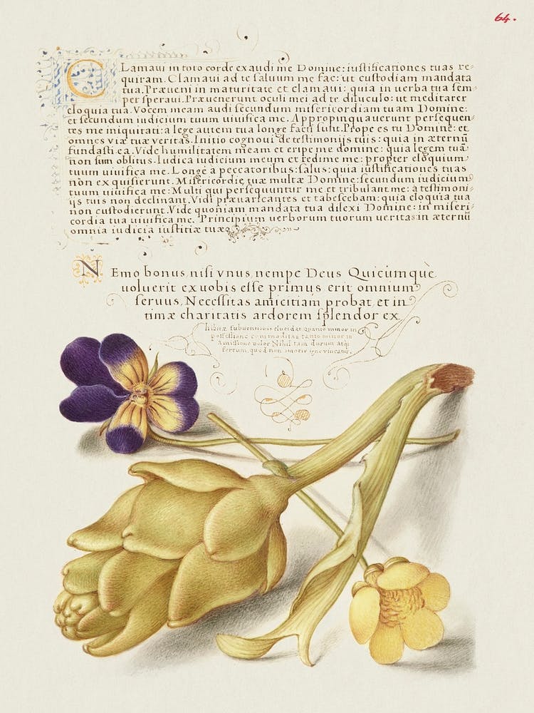 Wild Pansy And Artichoke From Mira Calligraphiae Monumenta, Joris Hoefnagel