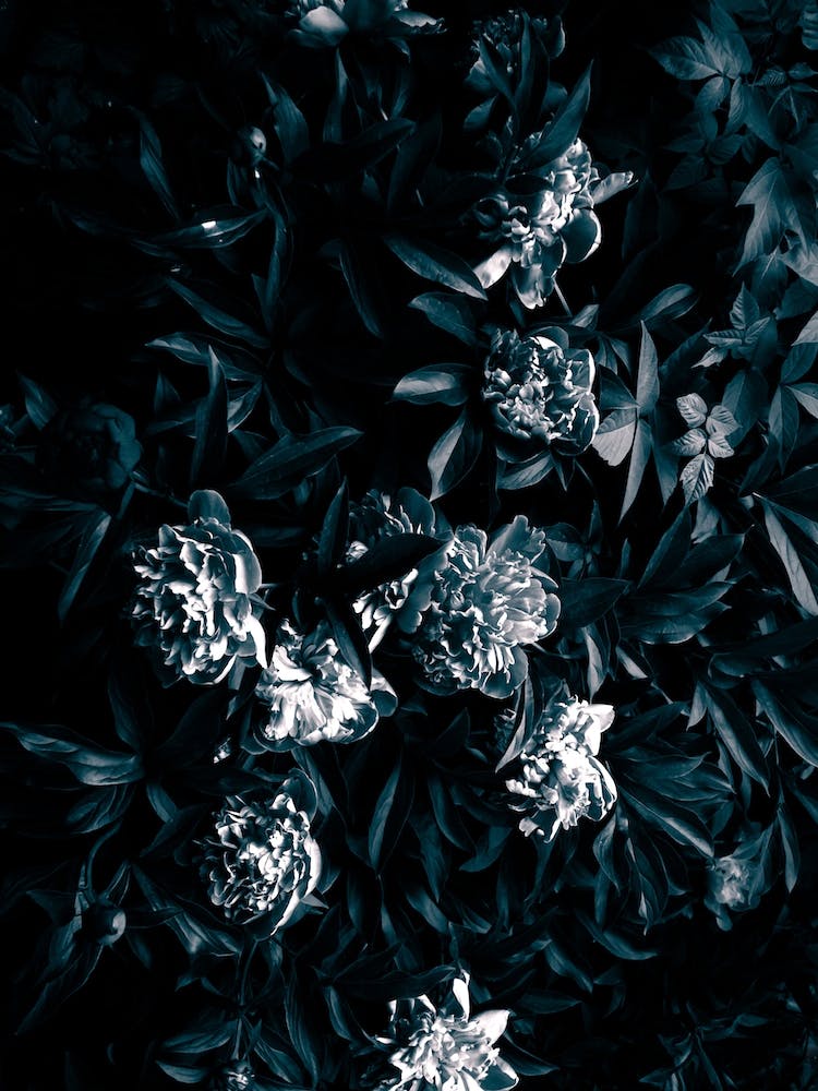 Florals Afterdark In