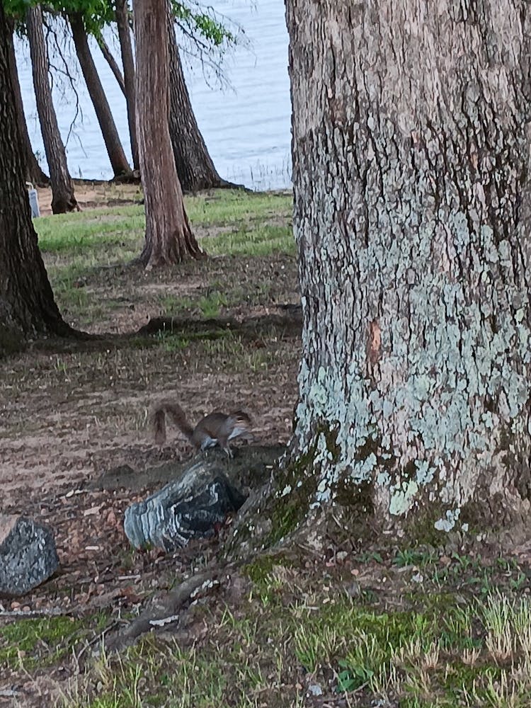 Squirrel At The Lake