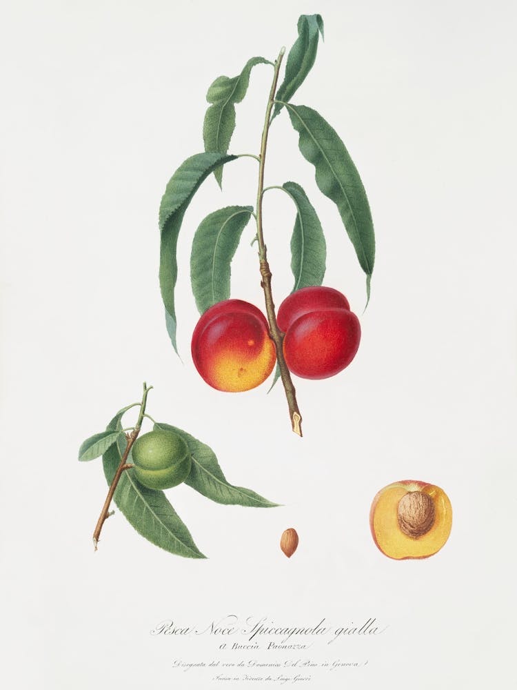 Walnut Peach (Persica) From Pomona Italiana (1817 1839), Giorgio Gallesio