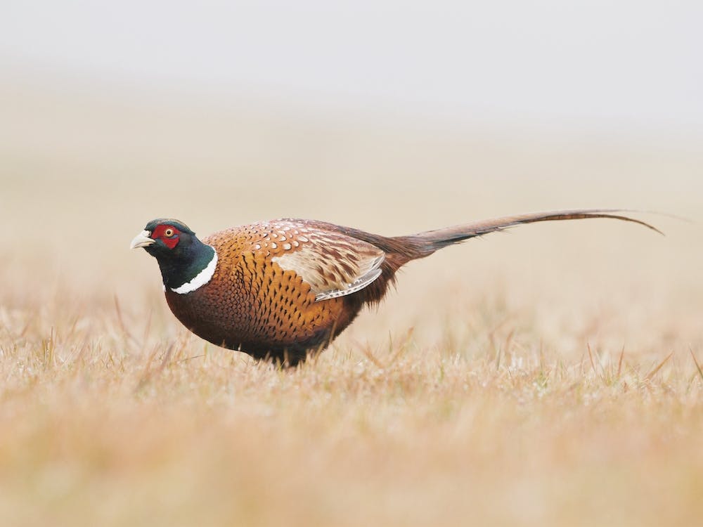 Pheasant In Field