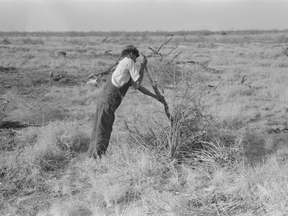 Untitled Photo, Possibly Related To Carrying Mesquite To Be Burned In Process Of Clearing Land, El Indio, Texas