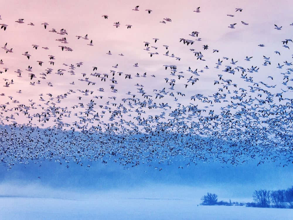 Flying In The Fogging Morning