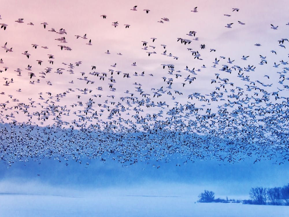 Flying In The Fogging Morning