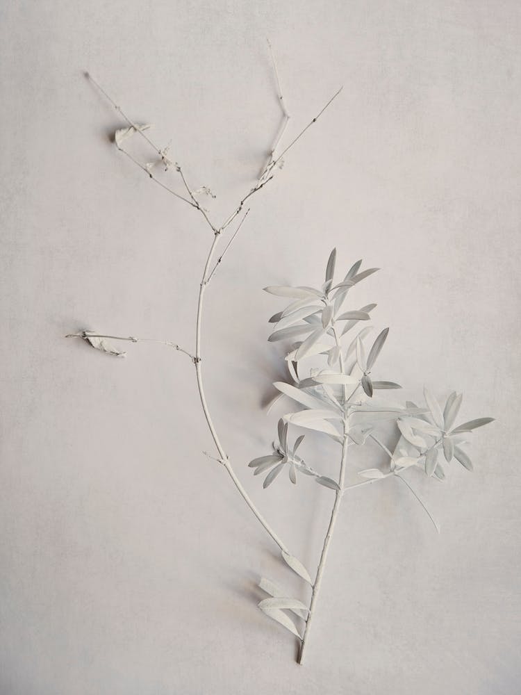 Alabaster Forest 5