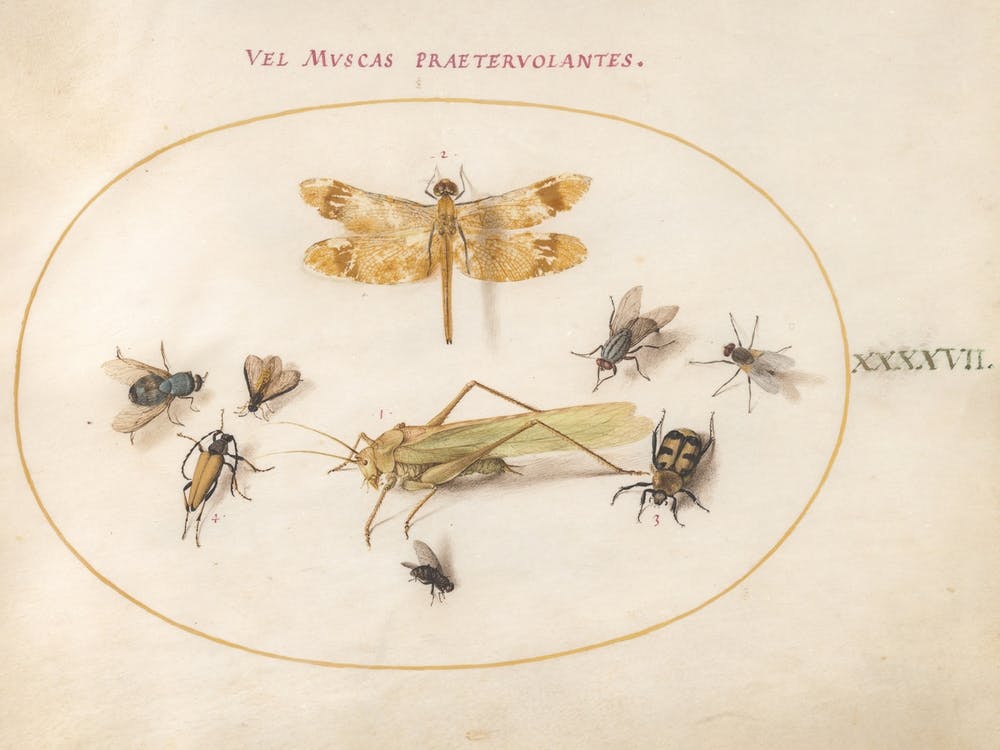 A Dragonfly, A Grasshopper, Flies, And Other Insects, Joris Hoefnagel