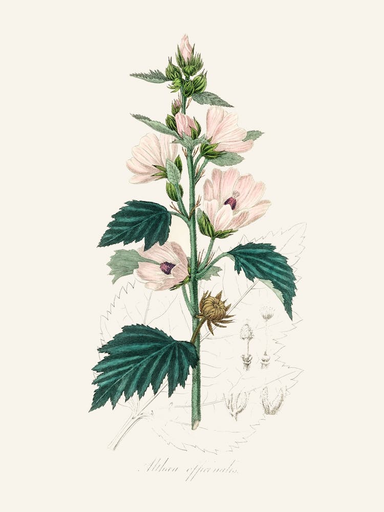 Vintage Botanical John Stephenson and James Morss Churchill_2731659