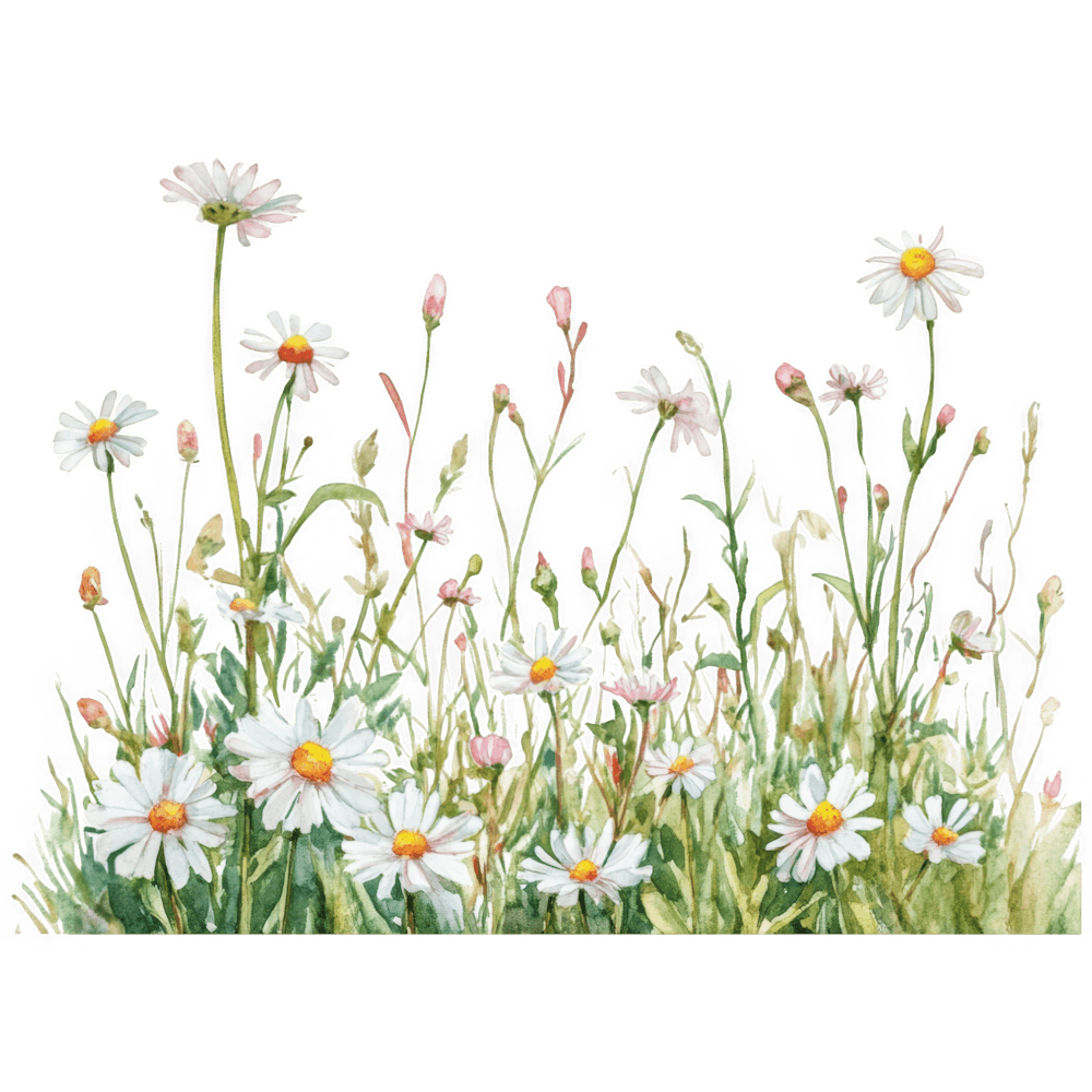 Daisy Flower 24