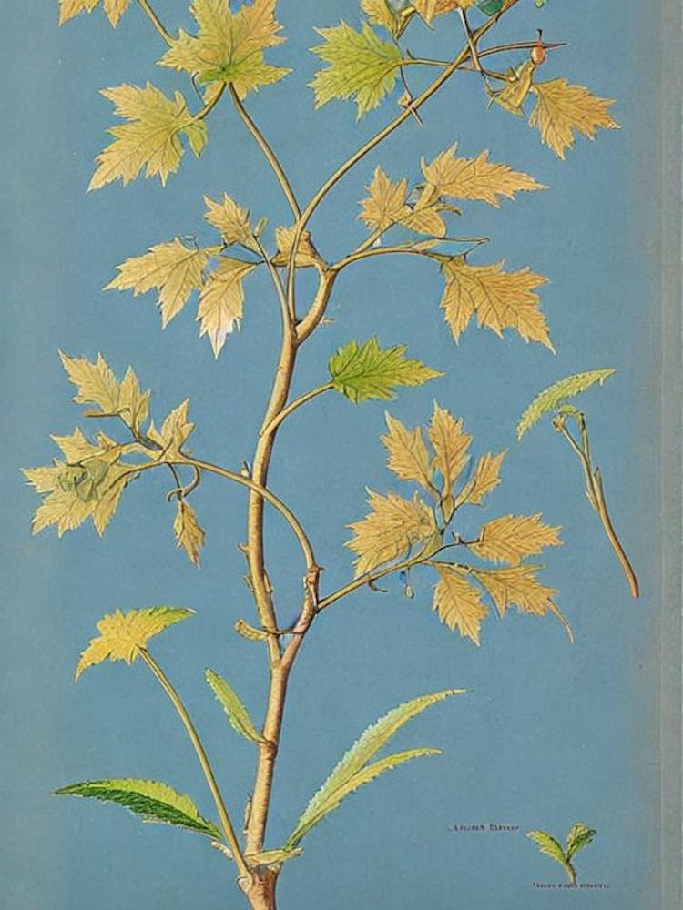 Sugar Maple tree Vintage Botanical