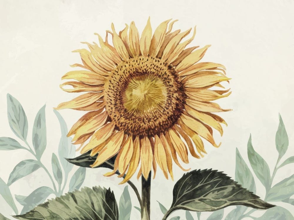 Vintage Sunflower Print, Classic Art