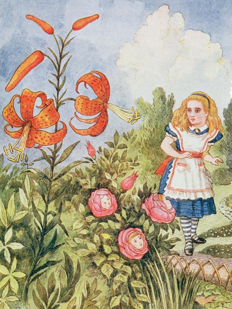 Tiger Lily