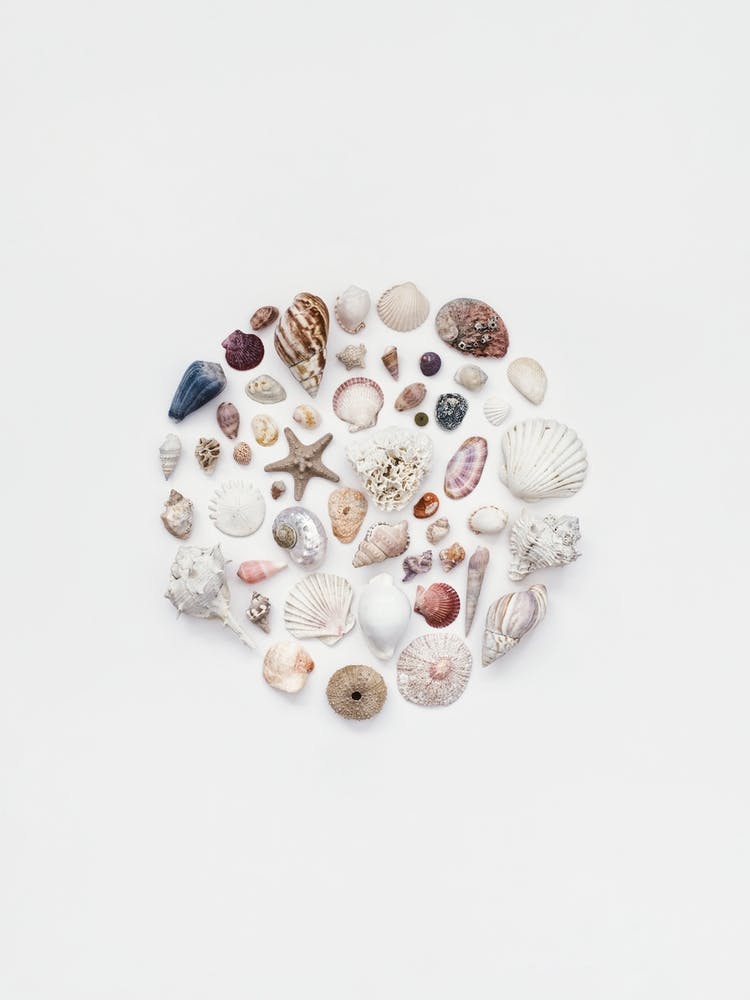 Treasures From The Ocean