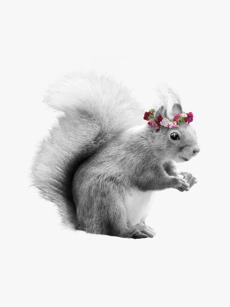 Dressy Squirrel