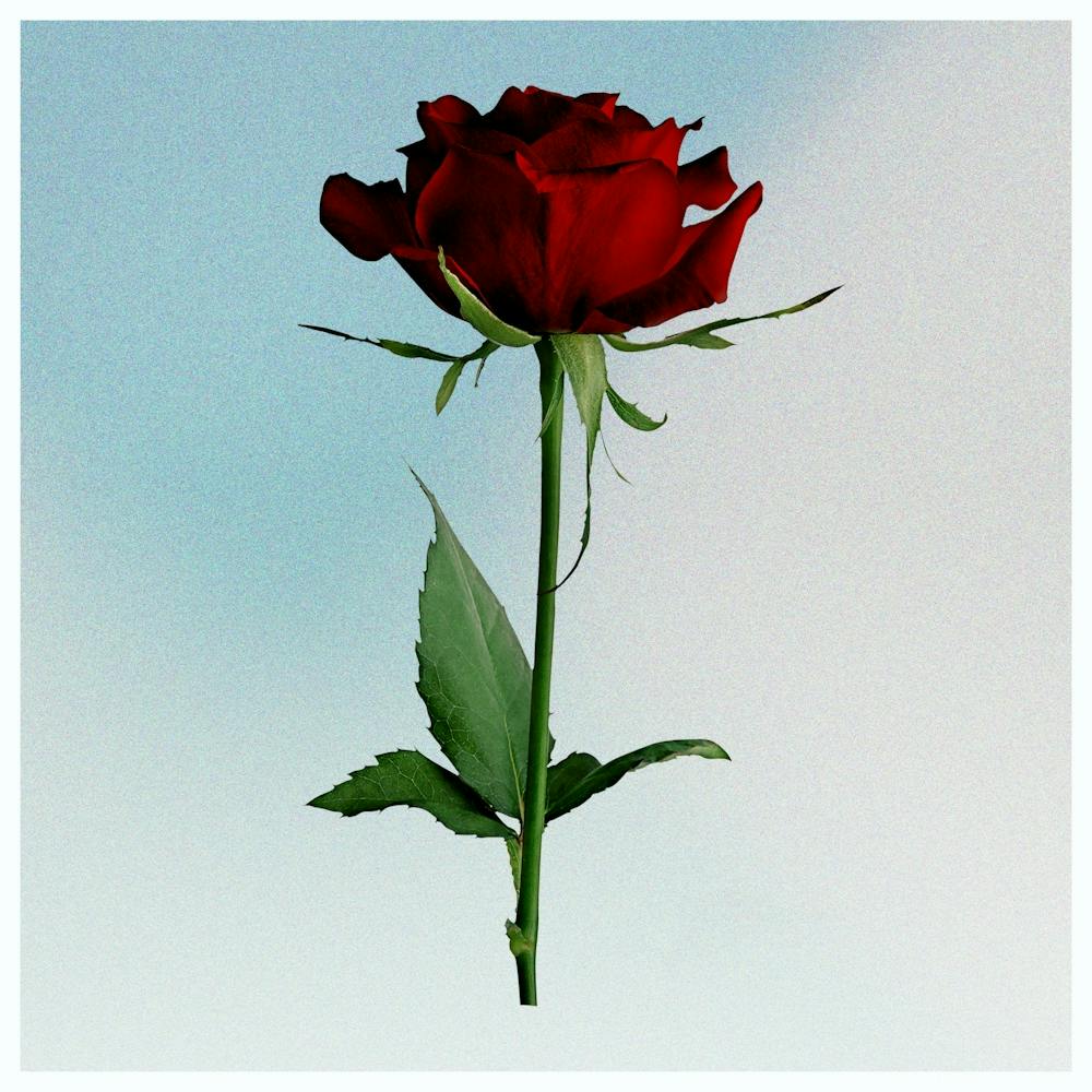 Red Rose 4