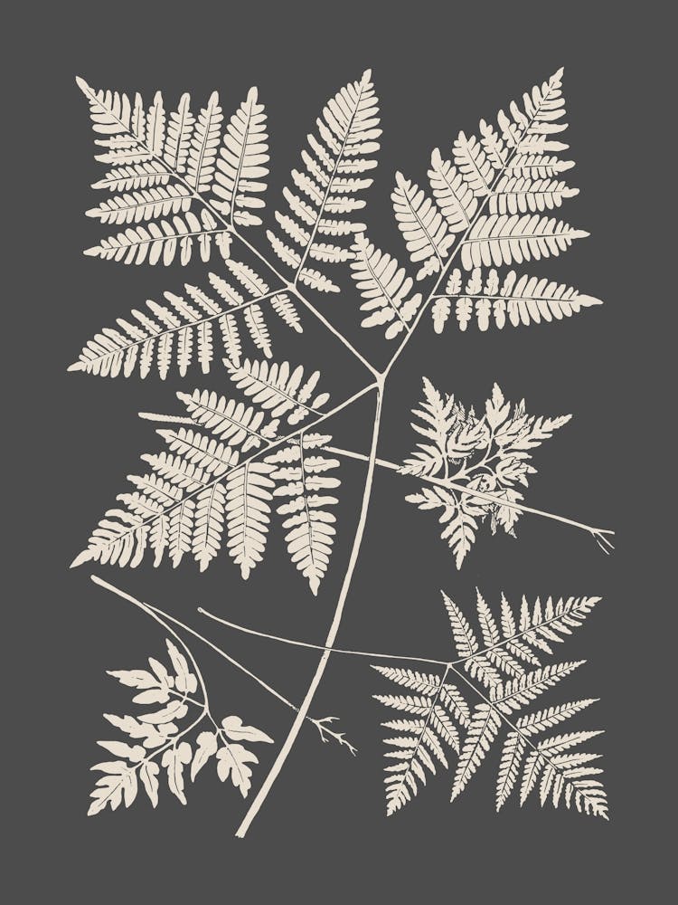 Fern in Gray, Minimalist Botanical, Cottage Core 2
