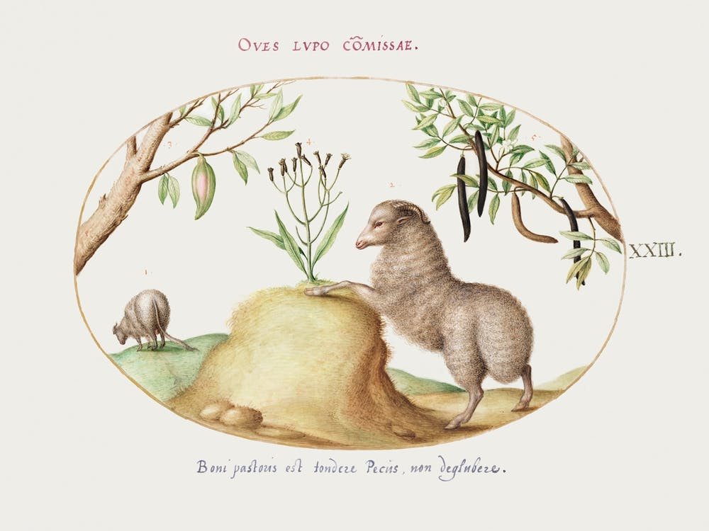 Fat Tailed Sheep, Sheep With A Long Tail, Cassia Purgatrix And Other Plants (1575–1580), Joris Hoefnagel