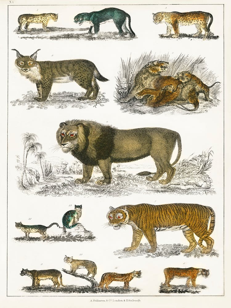 Collection Of Animals In The Feline Family, Oliver Goldsmith