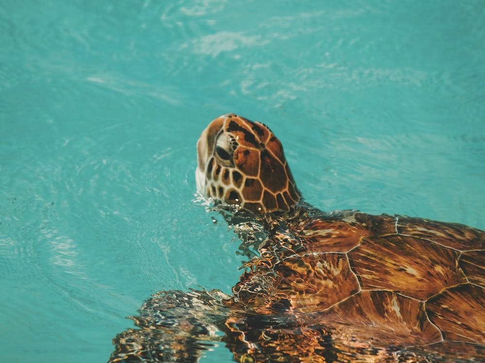 Sea Turtle In Blue Ocean