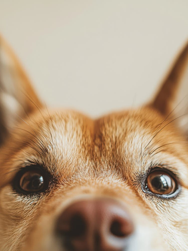 Shiba Inu. Generated with AI. 5