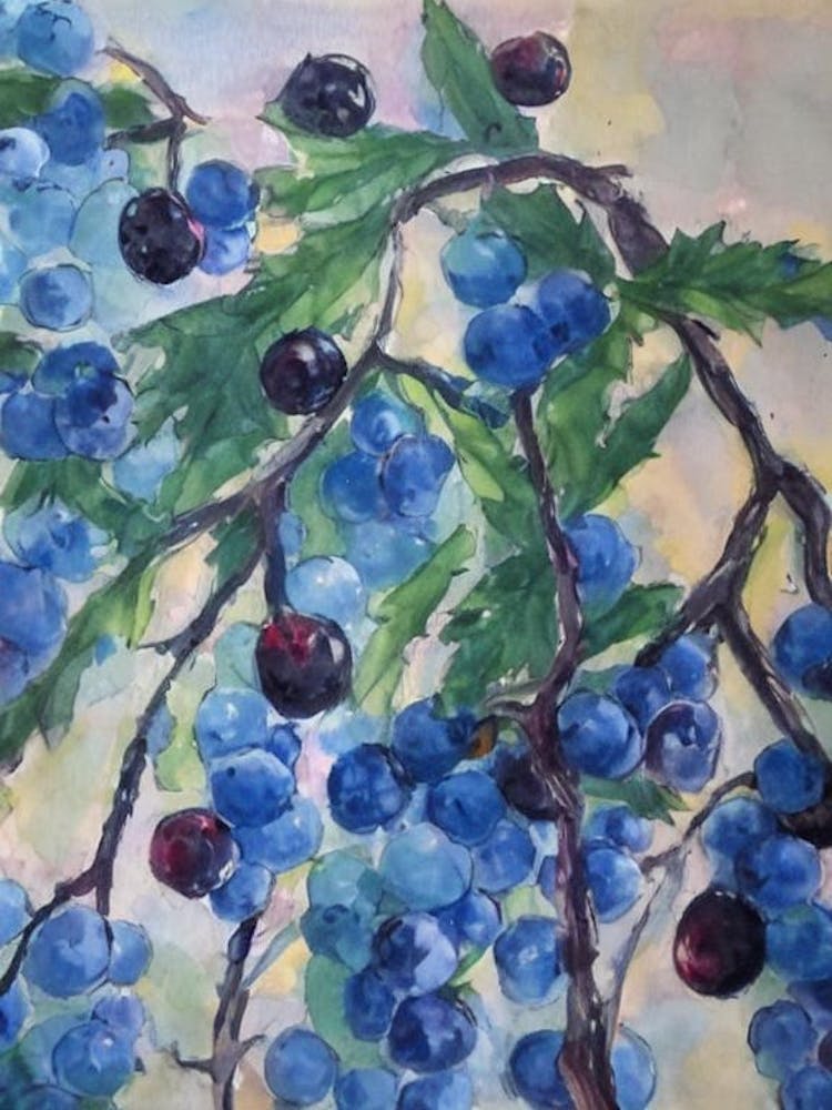 Elderberry 2 Classic Fruit