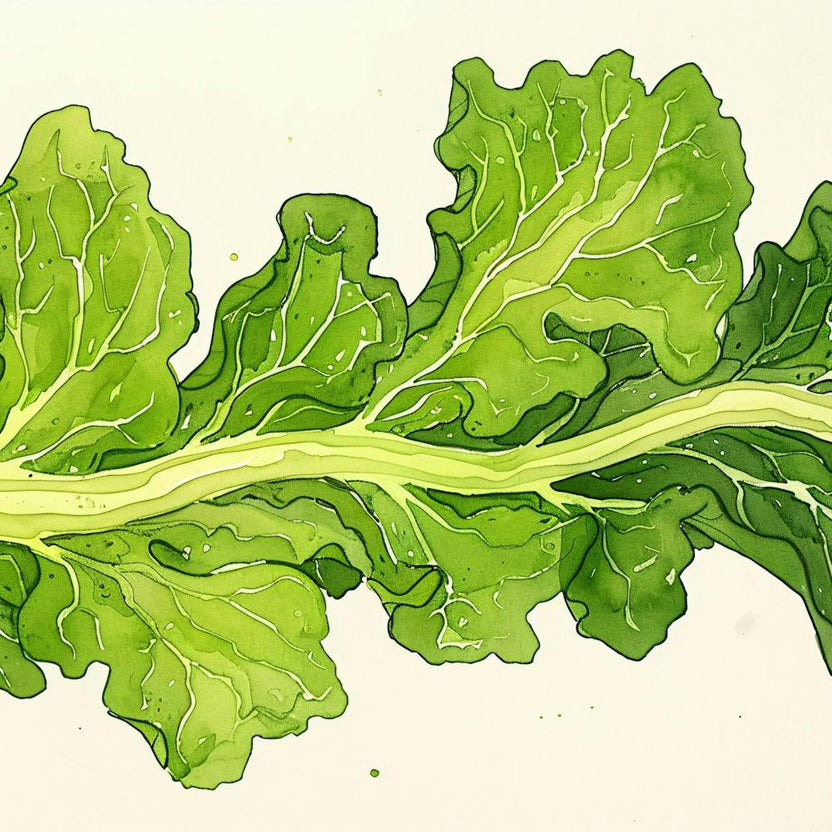 Kale Leaf