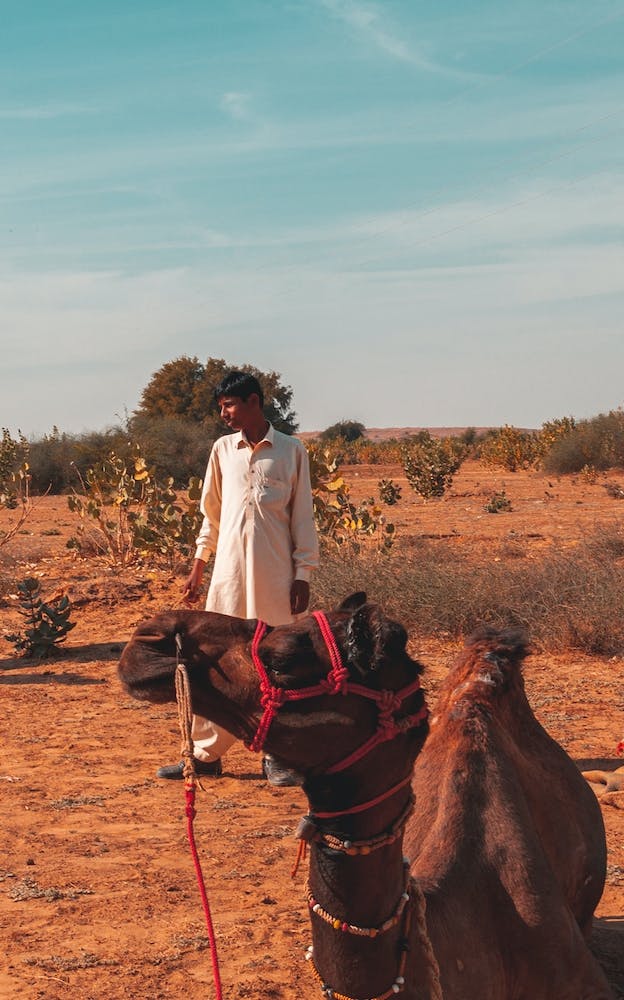 The Boy And His Camels