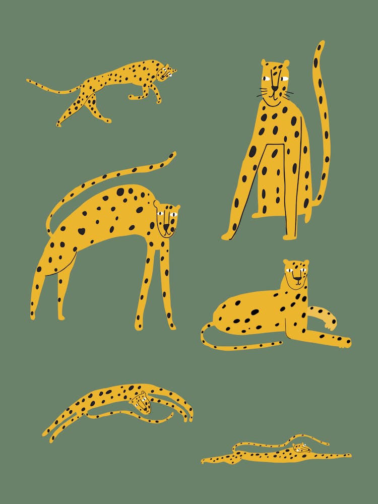 Cheetahs