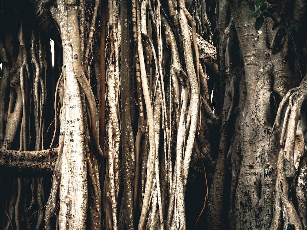 Hanging Roots