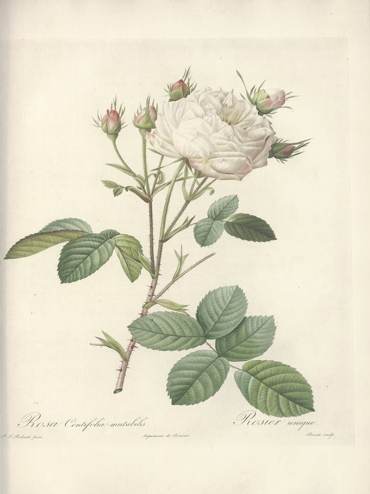Rose Illustration, Pierre Joseph Redoute (31)
