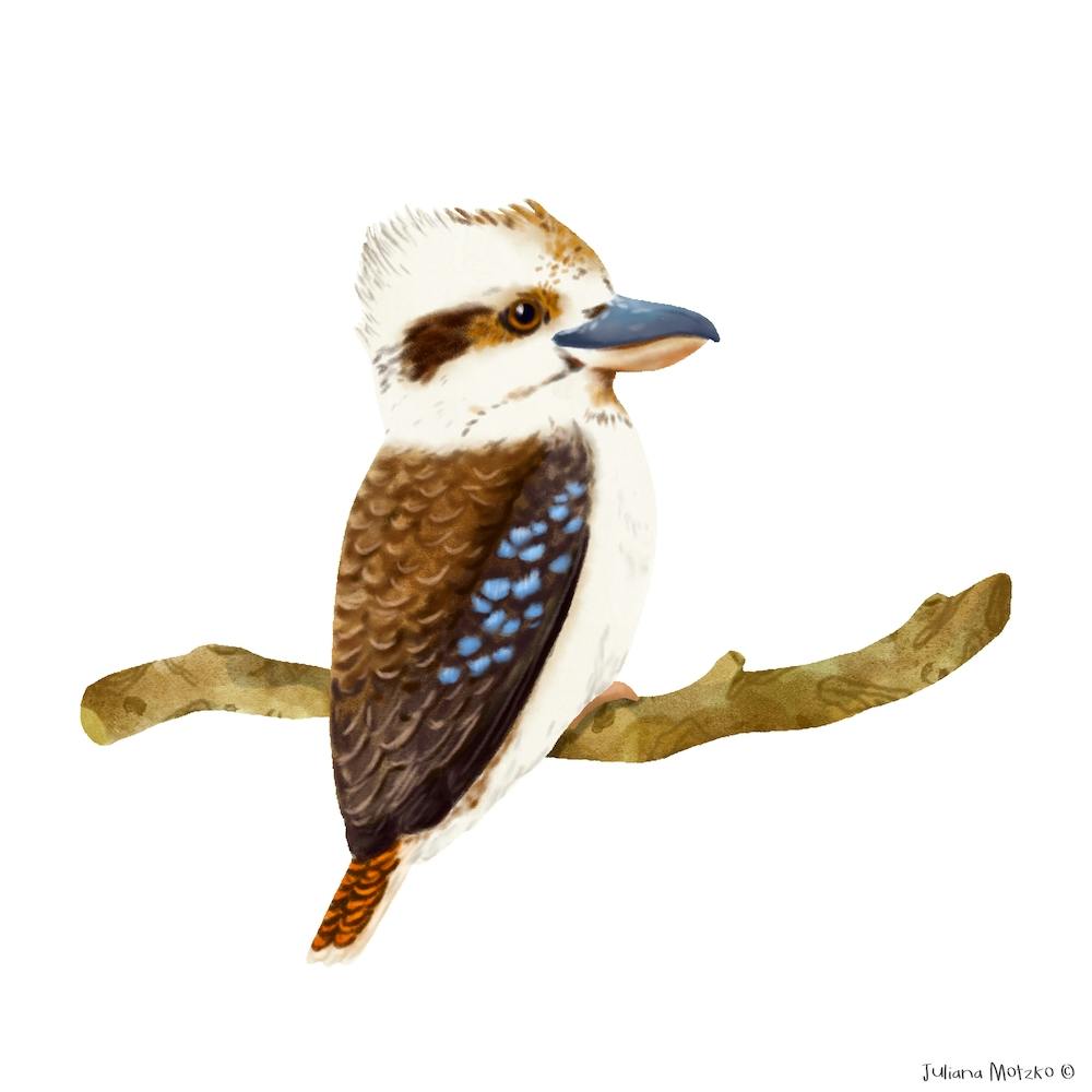 Kookaburra Bird