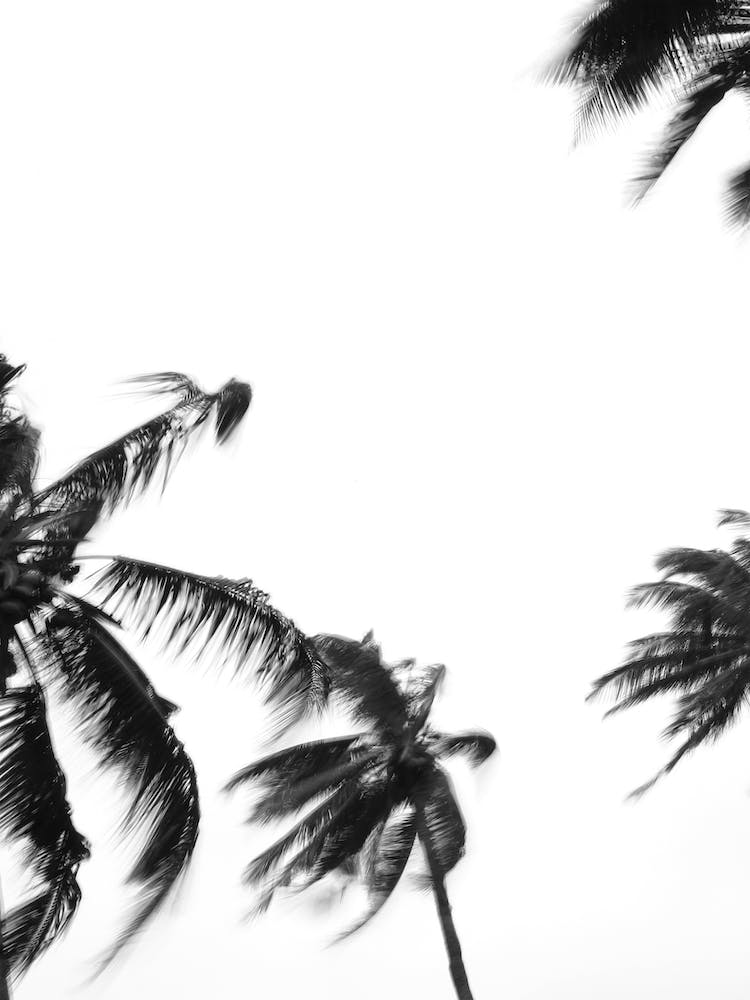Coco Island 03