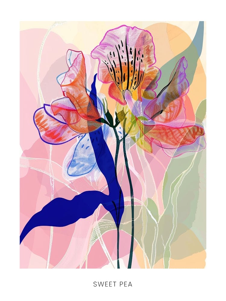 Colourful Flower Illustration Poster Sweet Pea 1