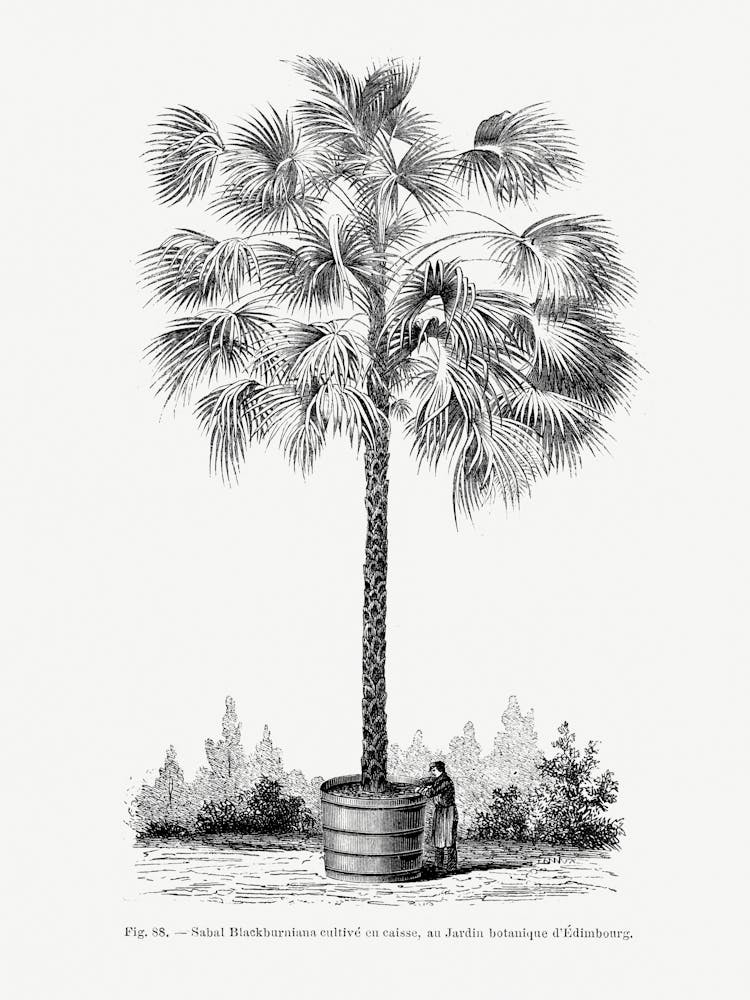 Vintage Palm Tree _2643192