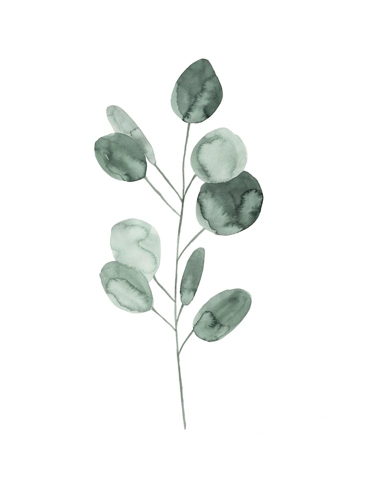 Botanical Illustration Eukalyptus2
