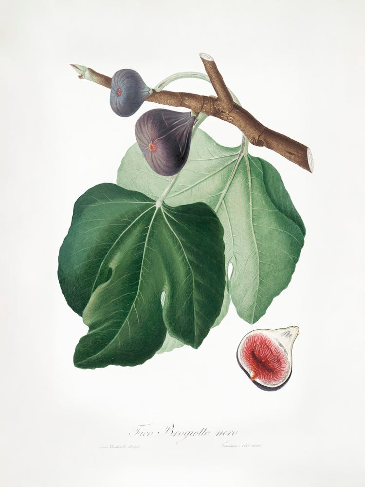 Black Fig (Ficus Carica) From Pomona Italiana (1817 - 1839), Giorgio Gallesio