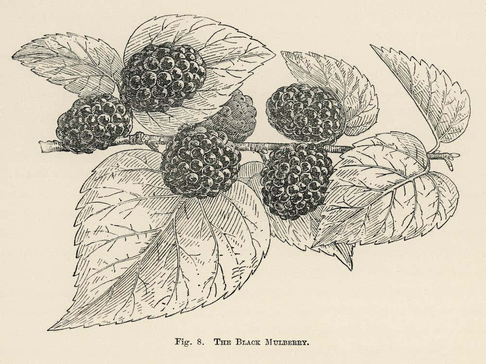 Vintage Illustration Of Black Mulberry, John Wright