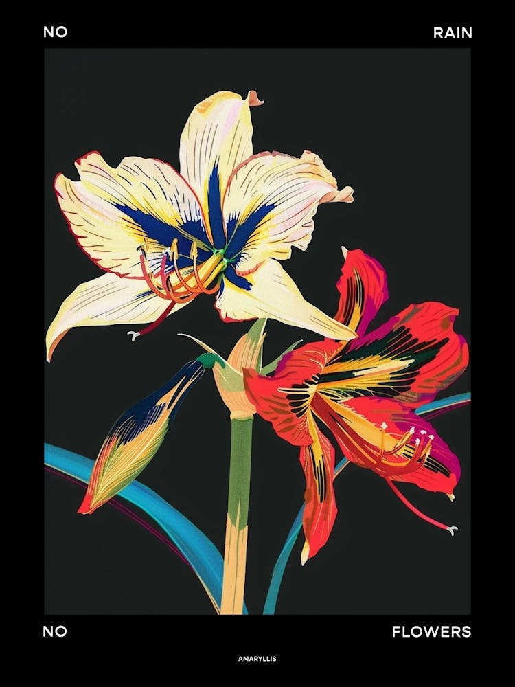No Rain No Flowers Poster Amaryllis 2