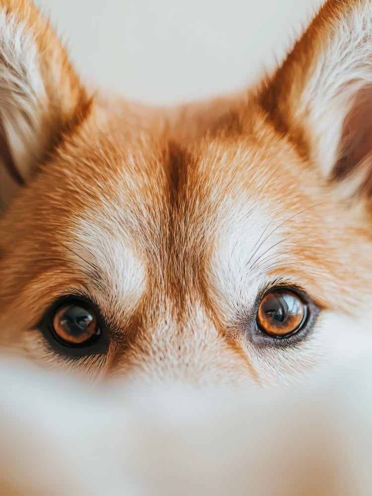 Shiba Inu. Generated AI. 10