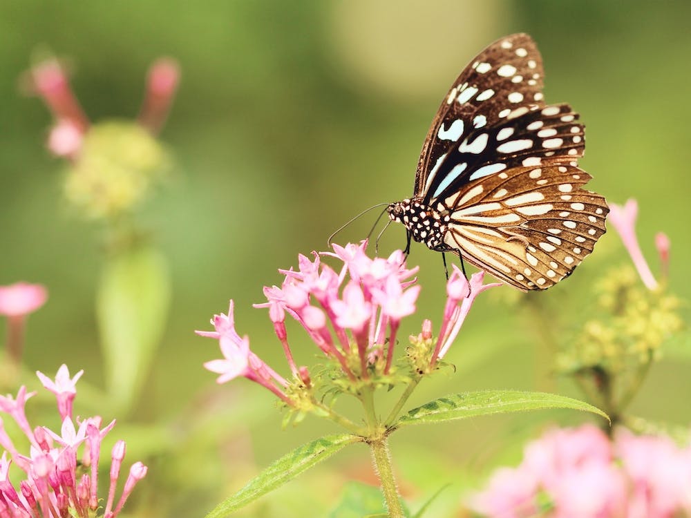 Spring Butterfly