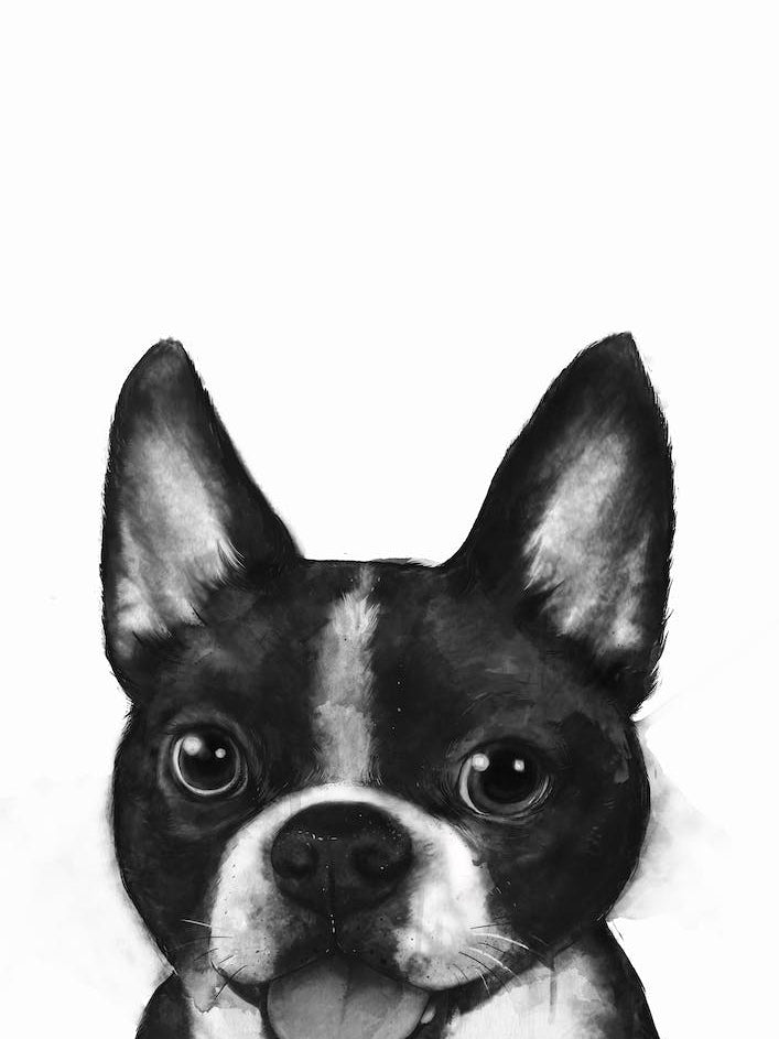 Boston Terrier