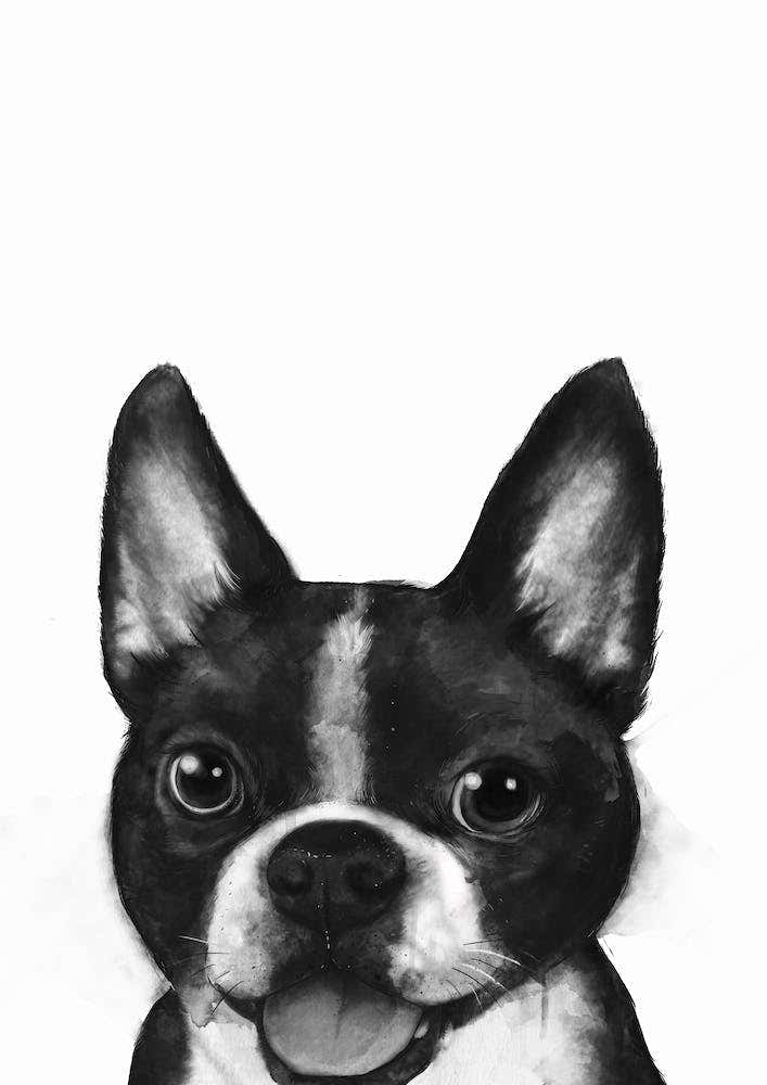 Boston Terrier