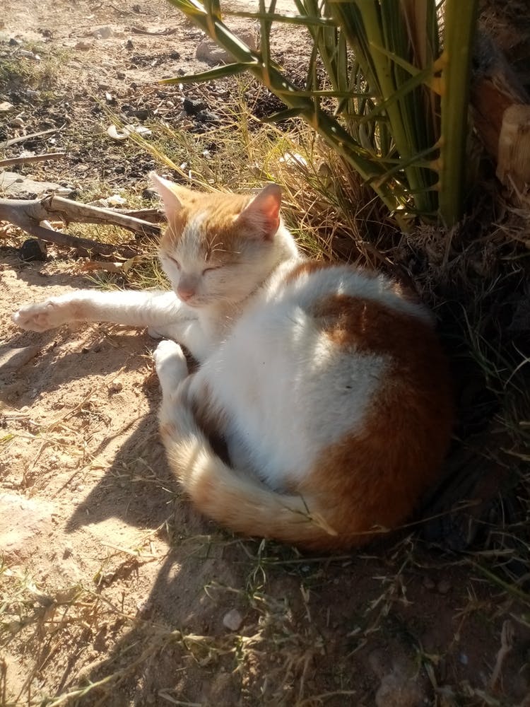 Cat Sleeping In The Sun