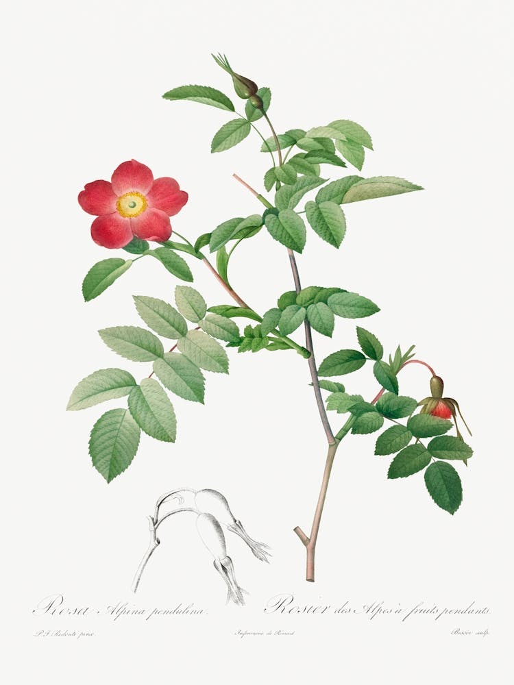 Rosa Alpina Pendulina, Pierre Joseph Redoute