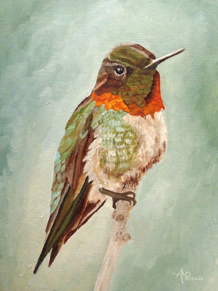 Male Ruby Throated Hummingbird