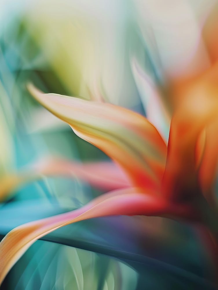 Bird Of Paradise