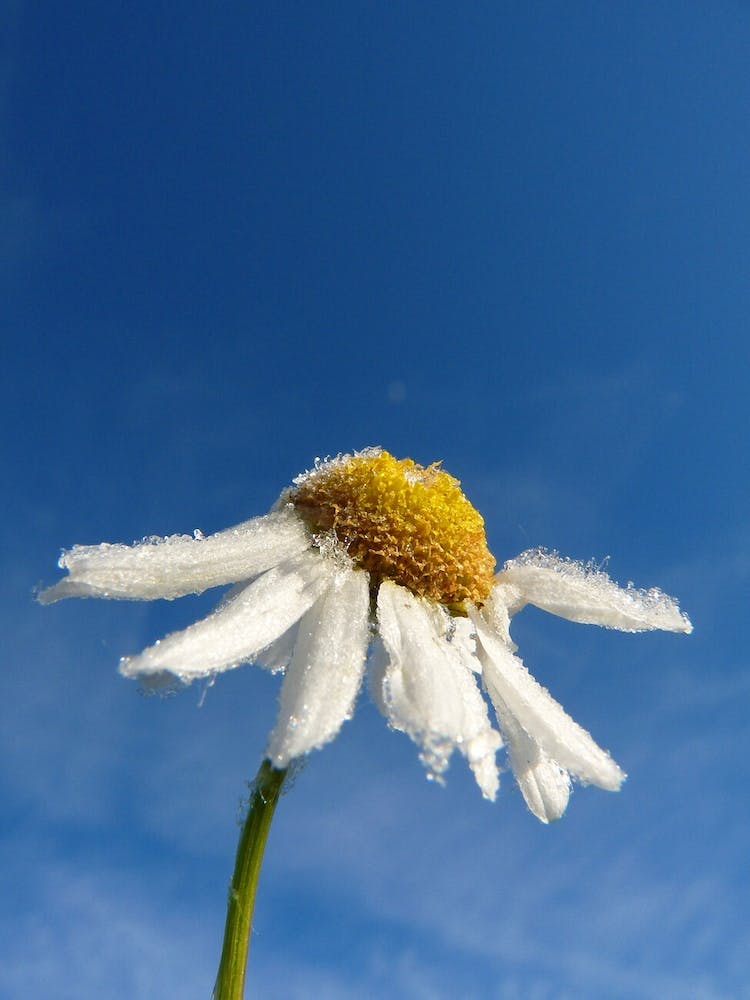 Chamomile Flower