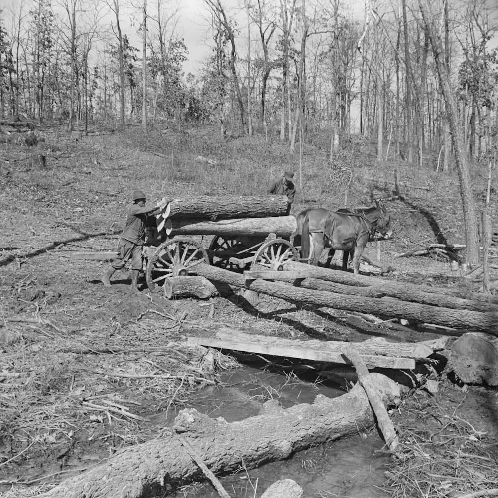Logs Are Brought From The Timber Tract By Horse And Wagon And Rolled Upon The Runway To The Sawmill At Omaha, Illinoi