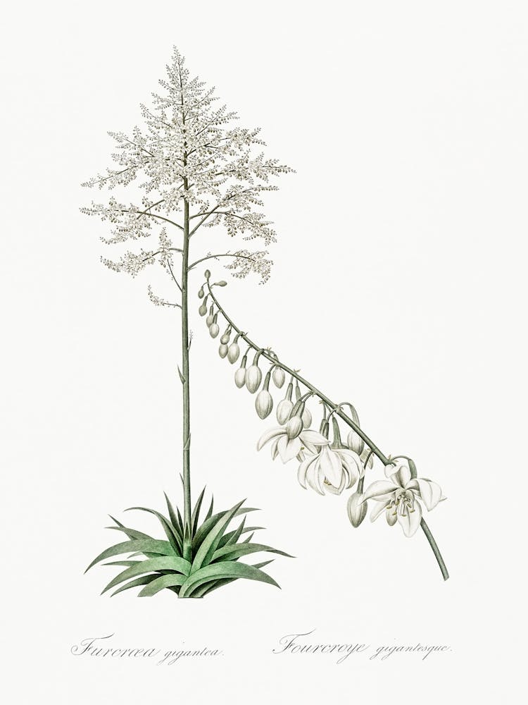 Giant Cabuya Illustration From Les Liliacées (1805), Pierre Joseph Redoute