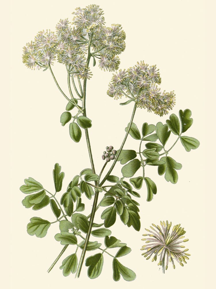 Echinacea 4